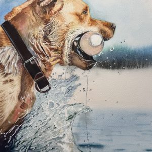 Original watercolor painting of a Golden Retriever swimming with a ball in its mouth, titled Unwavering Focus by QingQing Artwork. Realistic wet dog art with splashing water details.