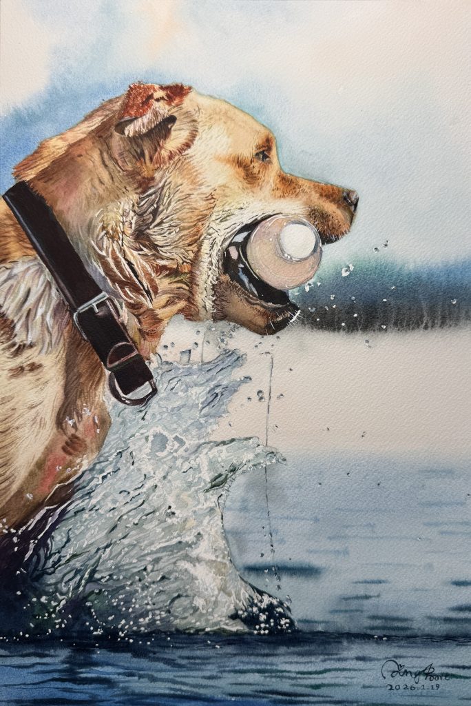 Dynamic watercolor painting of a golden retriever dog leaping through splashing water to catch a ball, titled "Unwavering Focus" by Yanqing Huang.