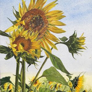 Vibrant sunflower watercolor painting against a blue sky, exclusive original botanical art by QingQing
