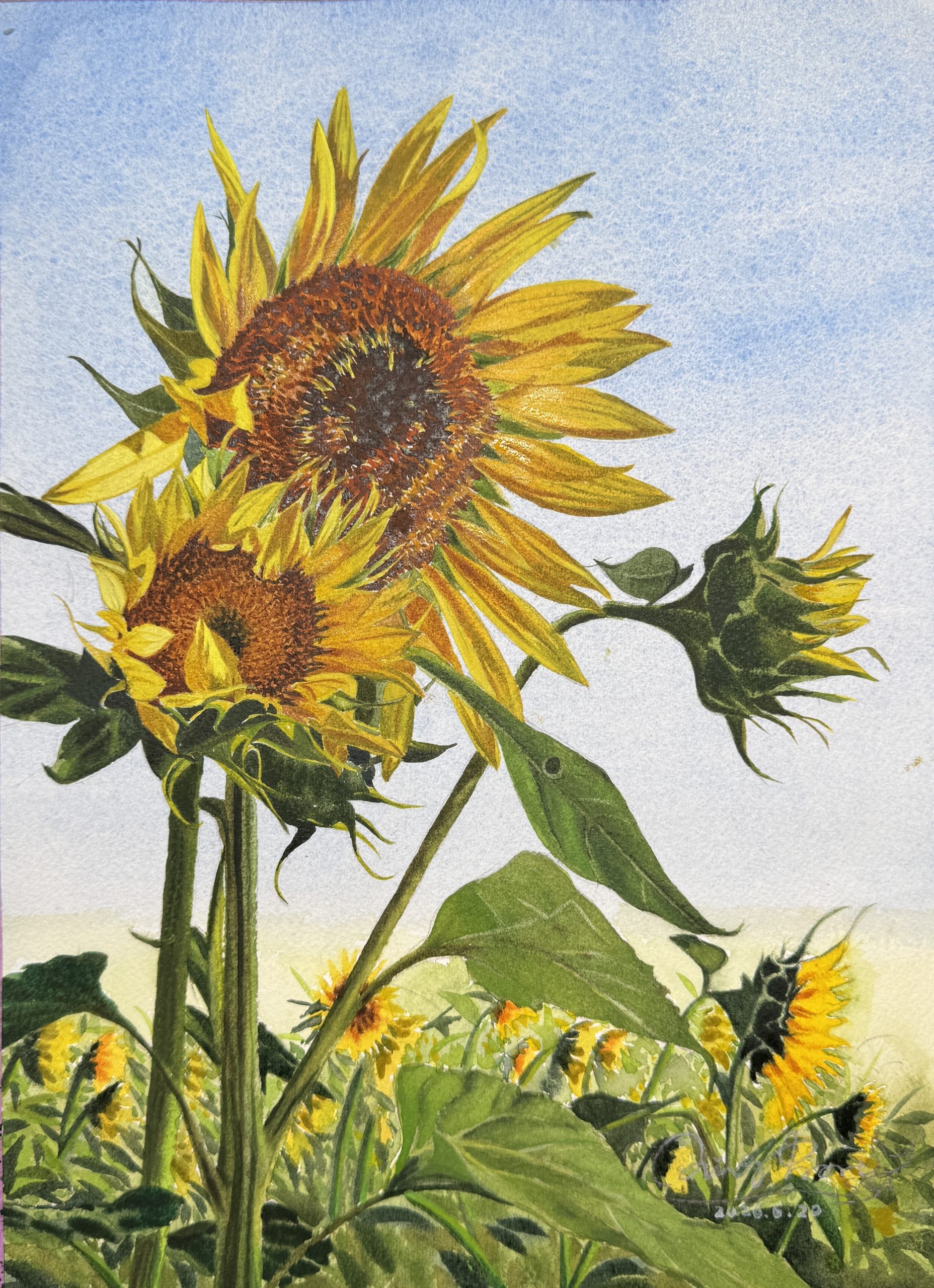 Vibrant sunflower watercolor painting against a blue sky, exclusive original botanical art by QingQing