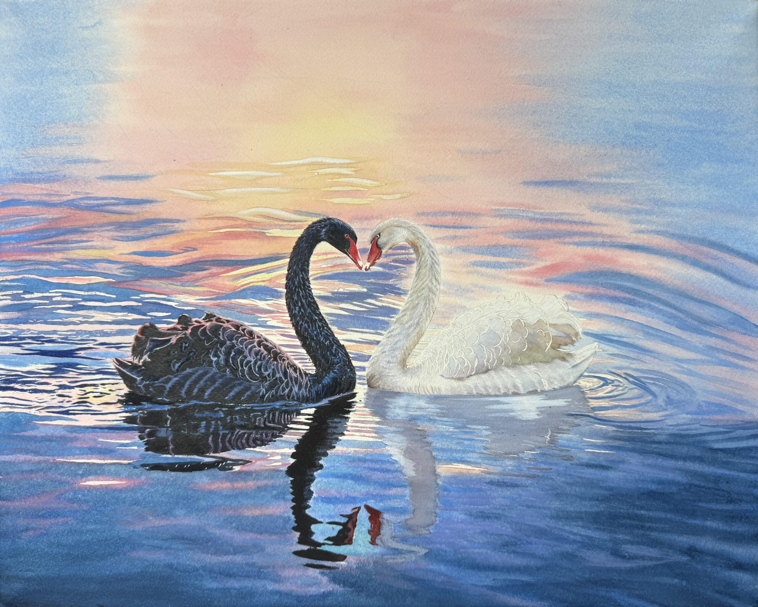 A romantic watercolor painting of a black swan and a white swan facing each other, their necks forming a heart shape on a shimmering sunset lake.